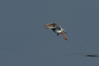 Barge à queue noire-Limosa limosa - Black-tailed Godwit (33).jpg