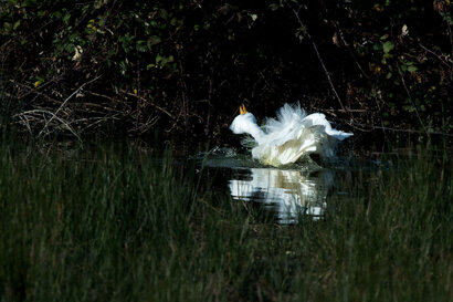 Grande Aigrette-Ardea alba - Great Egret (4).jpg