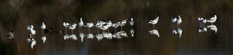 Avocette élégante - Recurvirostra avosetta - Pied Avocet (24).jpg