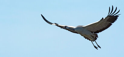 Grue cendrée-Grus grus - Common Crane (14).jpg