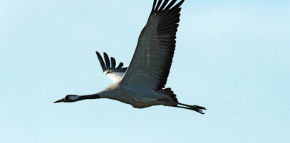 Grue cendrée-Grus grus - Common Crane (17).jpg