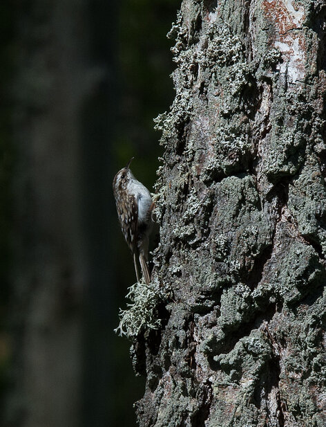 Grimpereau des bois - Certhia familiaris - Eurasian Treecreeper (1).jpg
