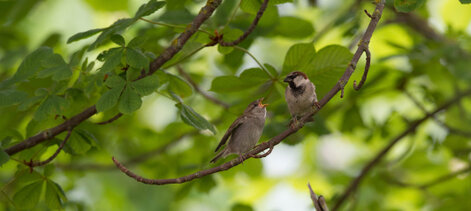 Moineau domestique - Passer domesticus - House Sparrow.jpg