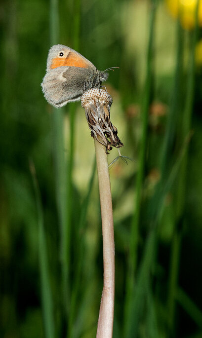 Petite lande - Small heath - Coenonympha pamphilus .jpg