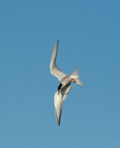 Sterne pierregarin - Sterna hirundo - Common Tern (3).jpg