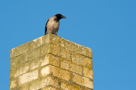 Corneille mantelée - Corvus cornix - Hooded Crow (1).jpg