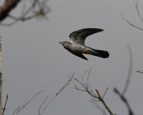 Coucou gris - Cuculus canorus - Common Cuckoo.jpg