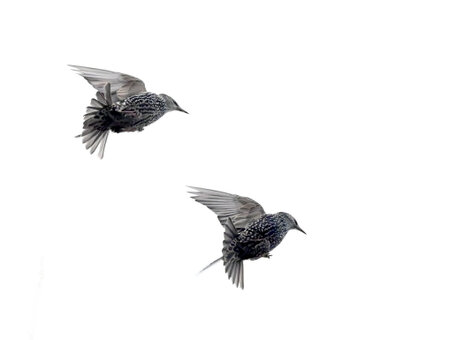 Étourneau sansonnet-Sturnus vulgaris - Common Starling 2021 (25) copie.jpg