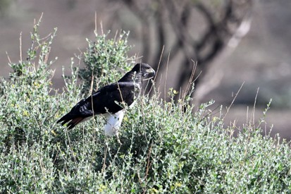Circaète à poitrine noire - Circaetus pectoralis-Black-chested Snake Eagle (46) copie.jpg