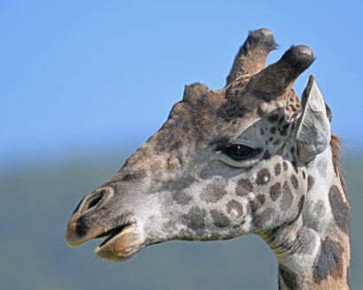 Girafe Masaï-Giraffa tippelskirchi (2).jpg