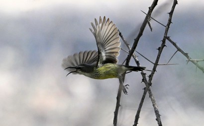 Souimanga à longue queue-Cinnyris pulchellus - Beautiful Sunbird (11-2) copie.jpg