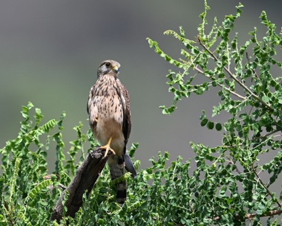 Faucon crécerelle-Falco tinnunculus-Common Kestrel.jpg