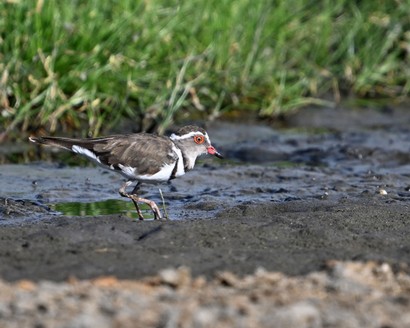 Pluvier à triple collier-Charadrius tricollaris-Three-banded Plover.jpg