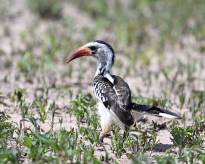 Calao à bec rouge-Tockus erythrorhynchus-Northern Red-billed Hornbill.jpg