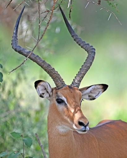 Impala-Aepyceros melampus.jpg