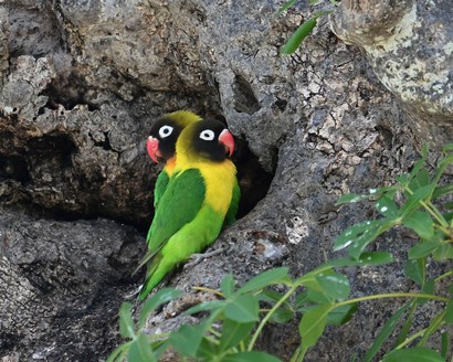 Inséparable masqué-Agapornis personatus-Yellow-collared Lovebird.jpg