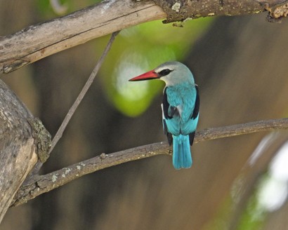 Martin-chasseur à tête grise-Halcyon leucocephala-Grey-headed Kingfisher.jpg