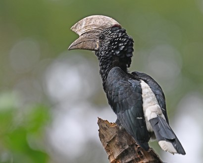 Calao à joues grises-Bycanistes subcylindricus-Black-and-white-casqued Hornbill.jpg