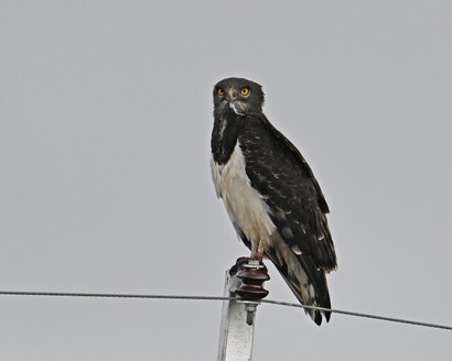 Circaète à poitrine noire-Circaetus pectoralis-Black-chested Snake Eagle.jpg