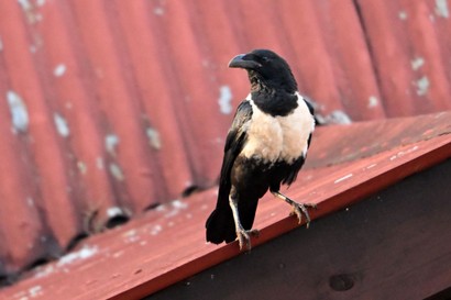 Corbeau pie-Corvus albus - Pied Crow (2).jpg