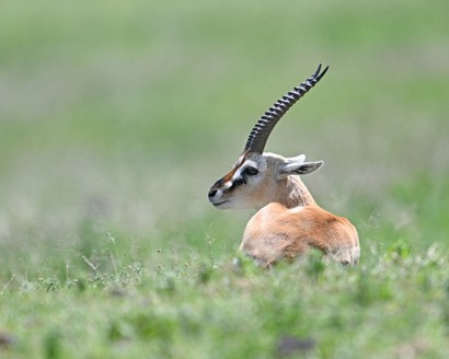 Gazelle de Thomson-Eudorcas thomsonii.jpg