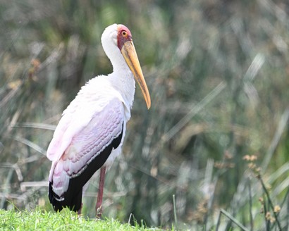 Tantale ibis-Mycteria ibis-Yellow-billed Stork.jpg
