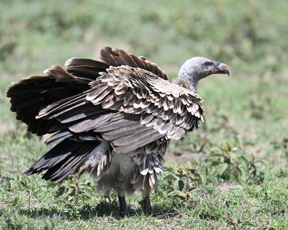 Vautour africain-Gyps africanus-White-backed Vulture.jpg