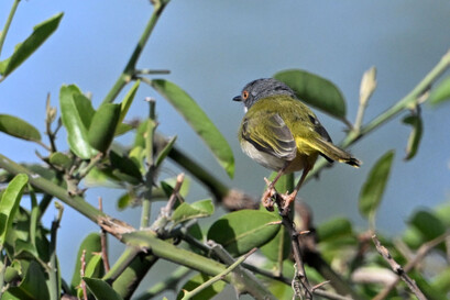 Camaroptère à tête grise-Camaroptera brachyura - Green-backed Camaroptera.jpg