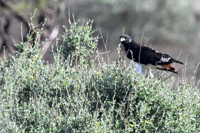 Circaète à poitrine noire - Circaetus pectoralis-Black-chested Snake Eagle (1) copie.jpg