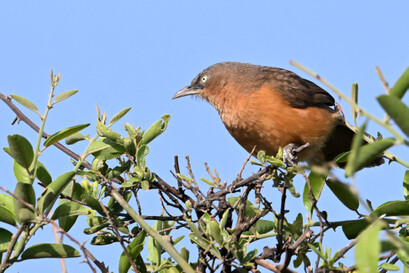 Cratérope rubigineux - Argya rubiginosa-Rufous Chatterer (2).jpg