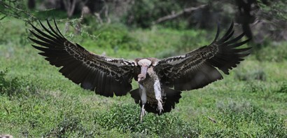 Vautour africain-Gyps africanus - White-backed Vulture (493).jpg