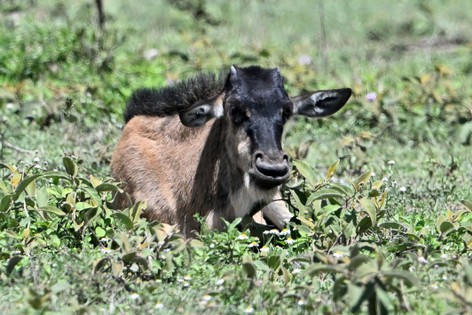 Gnou de Mearns-Gnou du Serengeti-Connochaetes mearnsi (15).jpg