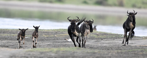 Gnou de Mearns-Gnou du Serengeti-Connochaetes mearnsi (225).jpg