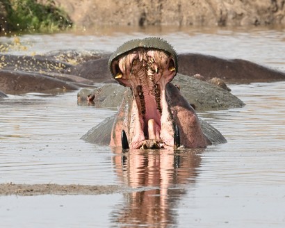 Hippopotame commun-Hippopotamus amphibius.jpg