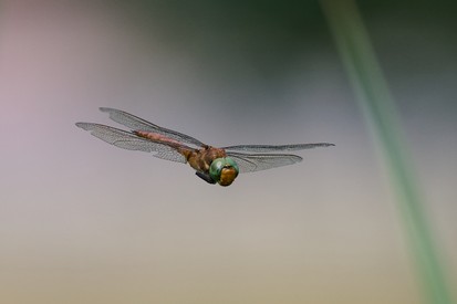 Aeschne isocèle-Aeshna isoceles (1).jpg