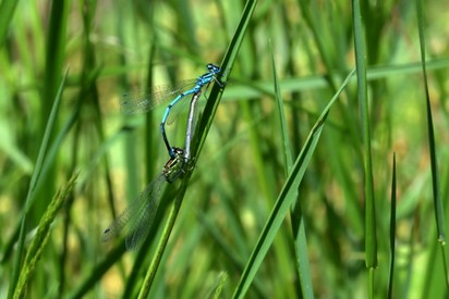 Agrion jouvencelle-Coenagrion puella (272) copie.jpg