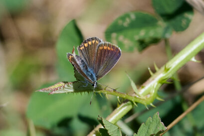 Argus bleu-Polyommatus icarus