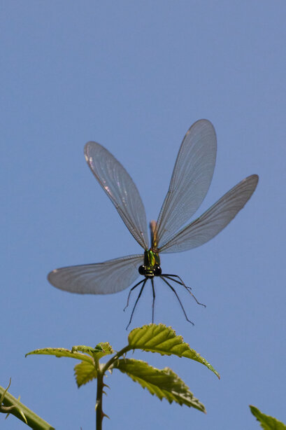 Caloptéryx vierge-Calopteryx virgo