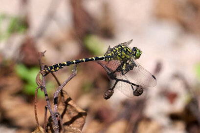 Gomphe à pinces-Onychogomphus forcipatus