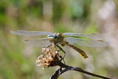 Gomphe gentil-Gomphus pulchellus