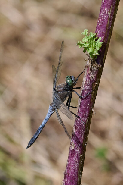 Orthétrum réticulé-Orthetrum cancellatum