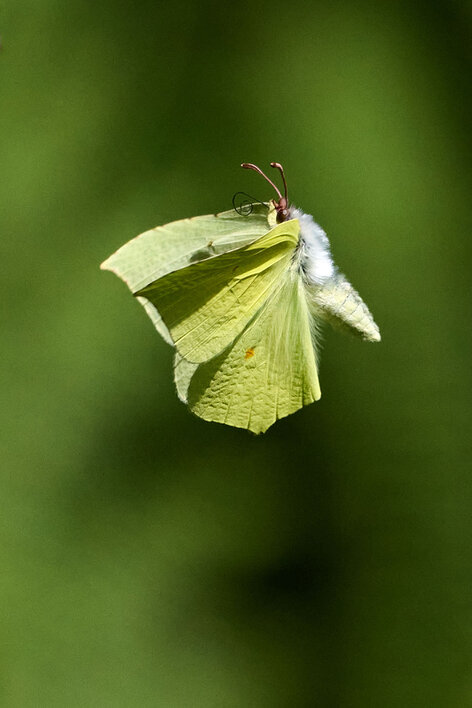 Citron-Gonepteryx rhamni