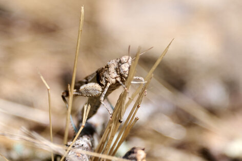 Criquet à ailes bleues-Oedipoda caerulescens