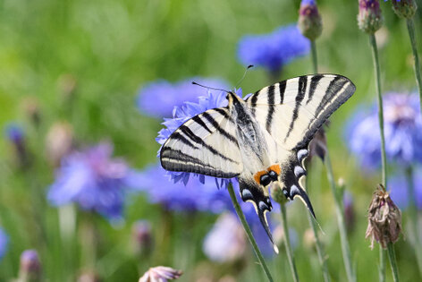 Flambé-Iphiclides podalirius