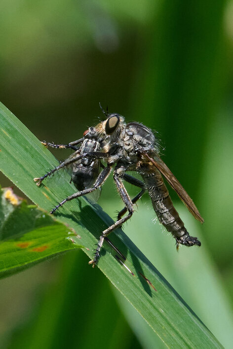 Mouche asilide