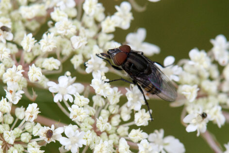 Mouche aux yeux rayés-Eristalinus taeniops