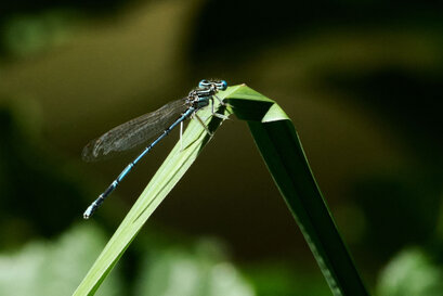 Agrion à larges pattes-Platycnemis pennipes