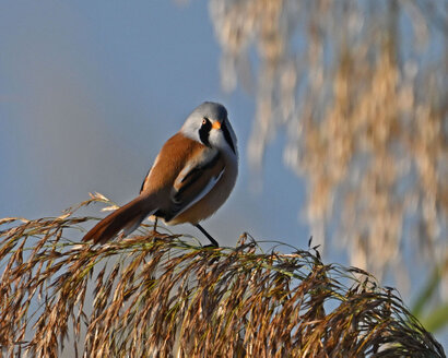 Panure à moustaches-Panurus biarmicus-Bearded Reedling