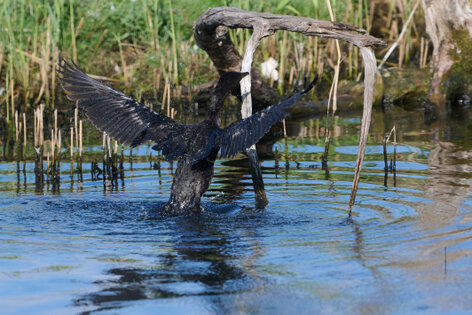 Cormoran pygmée-Microcarbo pygmaeus-Pygmy Cormorant