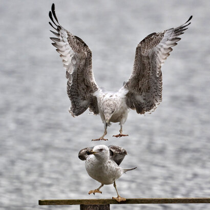 Goéland leucophée-Larus michahellis-Yellow-legged Gull